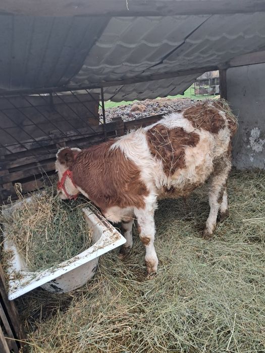 Vand vitel cu varsta de 4,5 luni