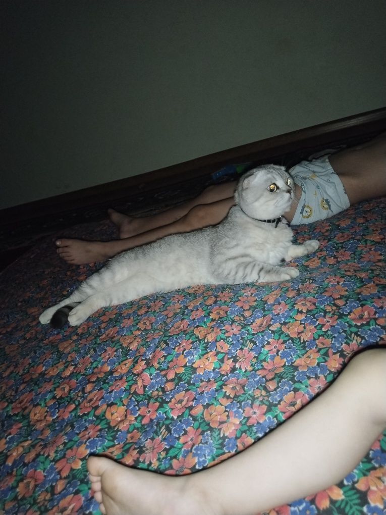Вязка кот Шиншилла