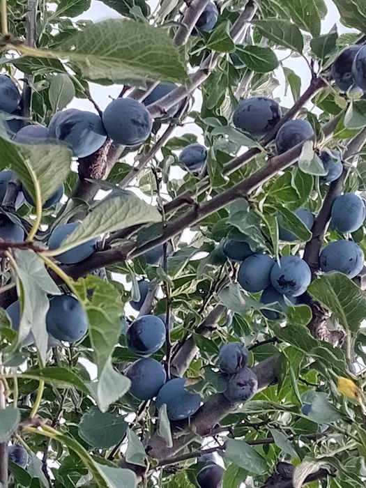 Când prune pentru țuică și pălincă,transport gratuit