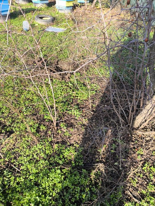 Хинап-китайска фурма -разсад