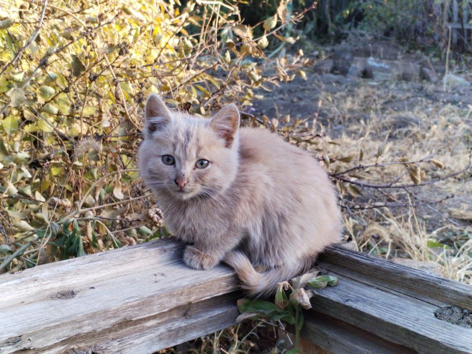 Отдам котят, кошки, кот