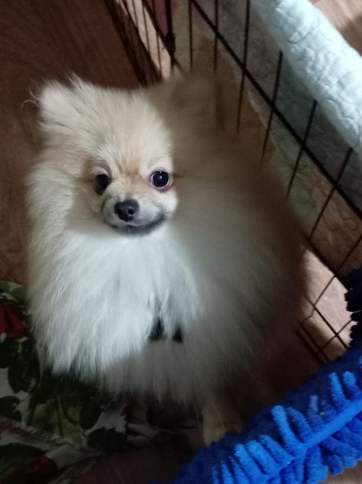 Померанский шпиц миник кукольного типа Beibi feis.Вес 1,800кг