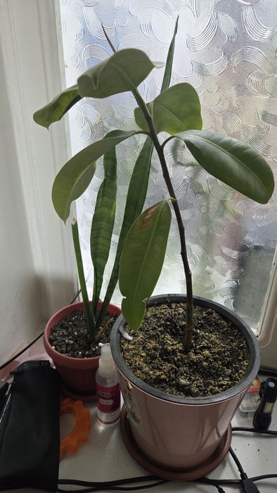 Комнатные растения, для офиса в премиальных горшках.