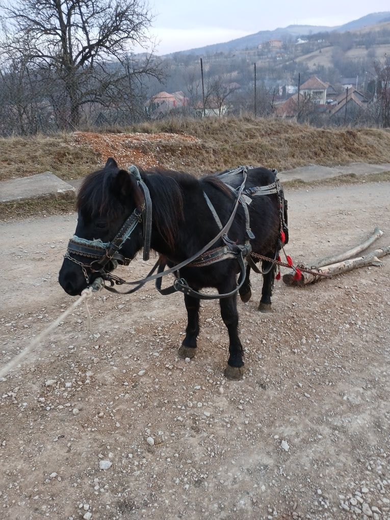 Mânză de ponei talie mare 125 cm , are 2 ani cu pașaport și analize !
