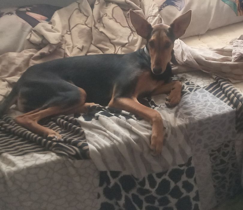 Собака Доберман+ТАЗЫ помесь