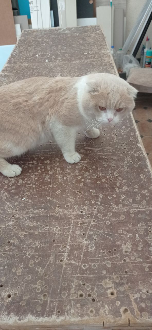 Продам кота фолд 100