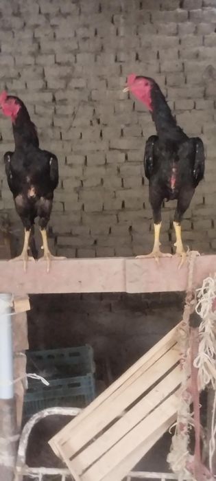 Dakan xoʻrozlar sotiladi