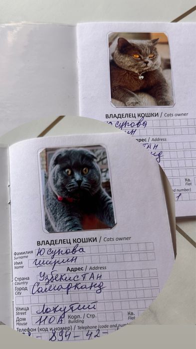 Котята Британцы