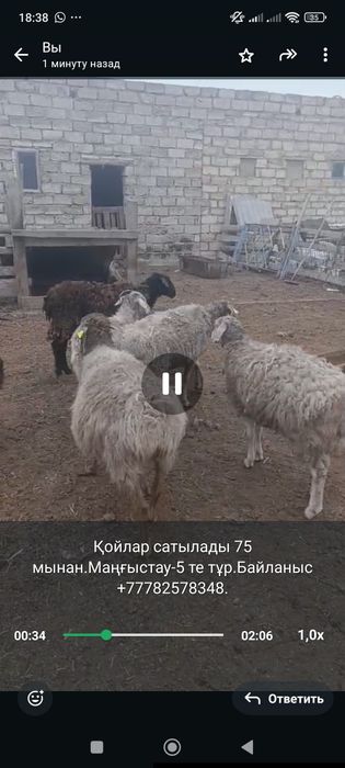 Қой ешкі сатылады.