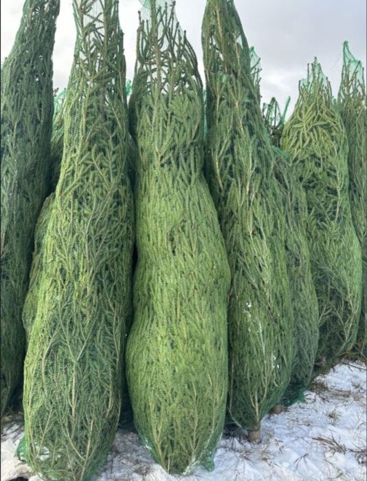 Новогодные ёлки живые скомом земли  и срудленые новогодные ёлки из Рос