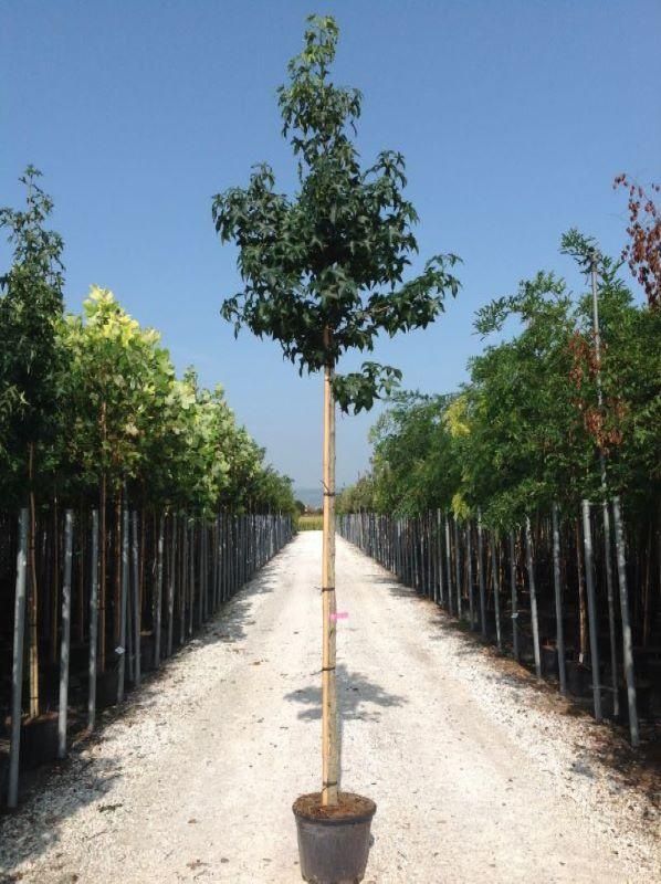 Liquidambar ,arborele de guma 300 cm