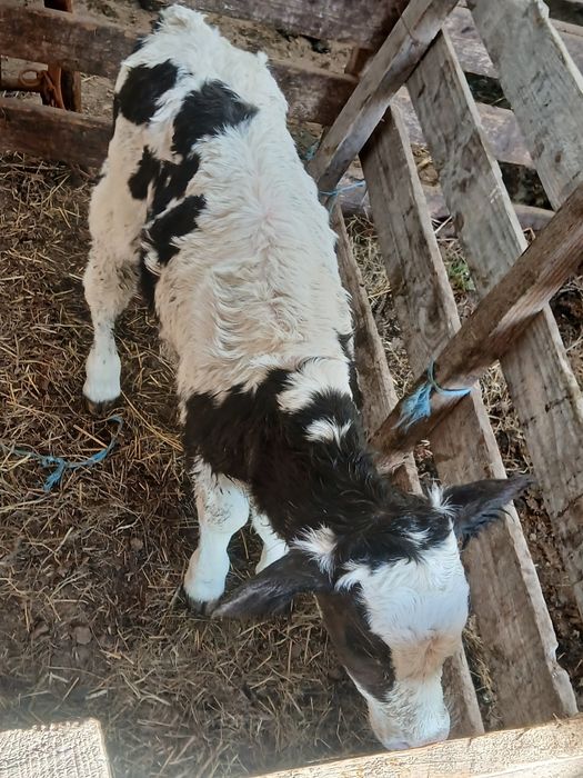 Vand tauras holstaing