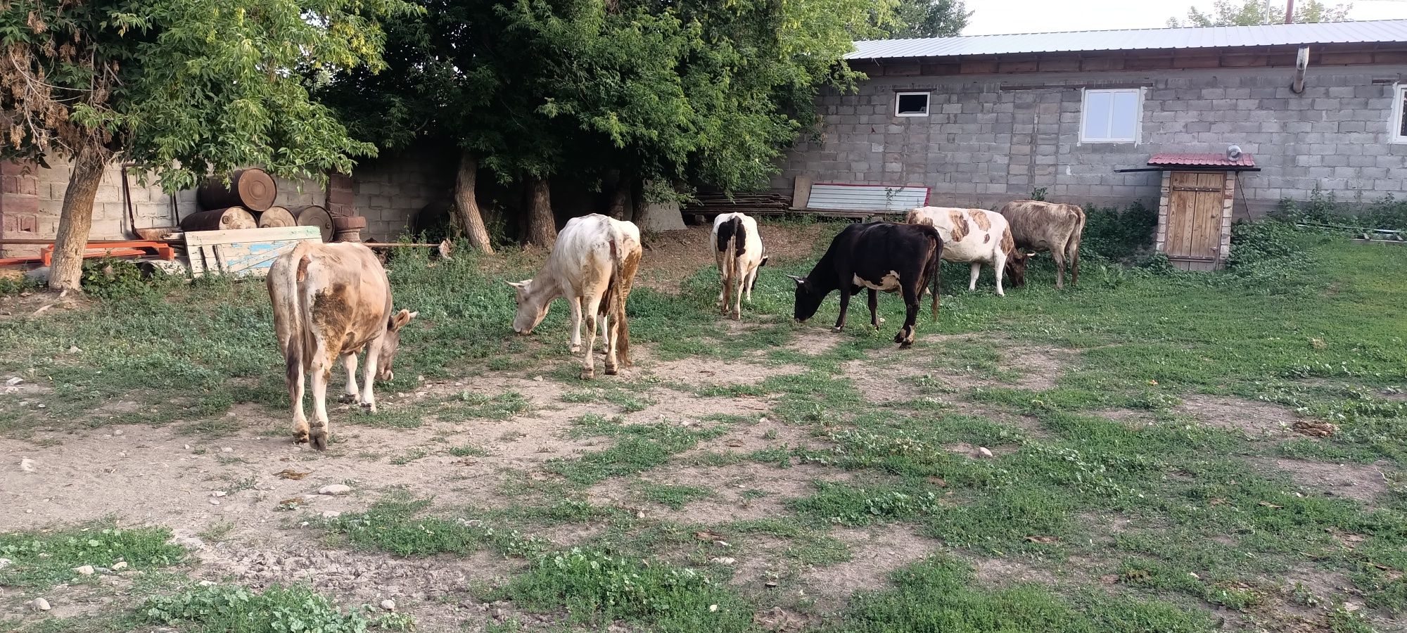 Продам хороших коров