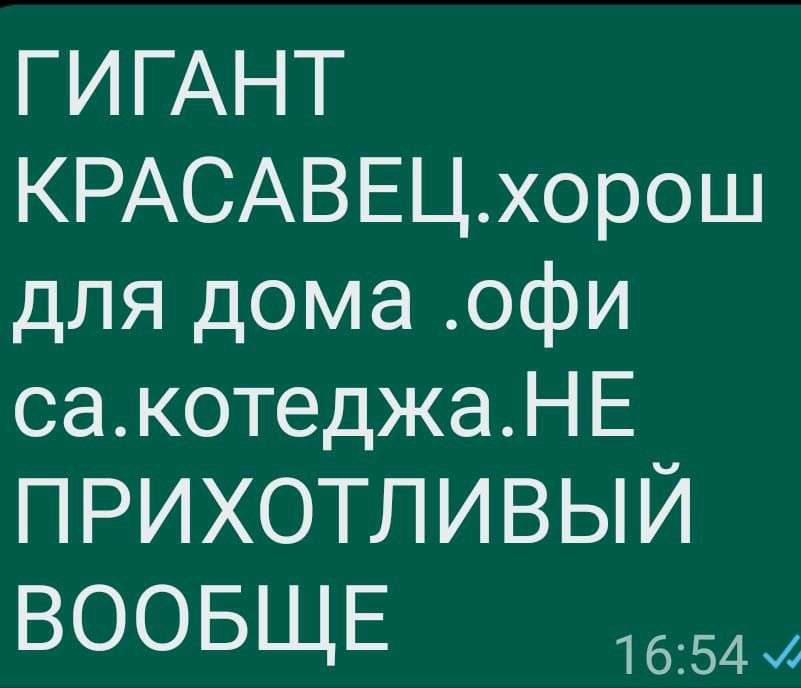 Продам комнатные цветы подходят для офиса квартиры котеджа лллллллоьло