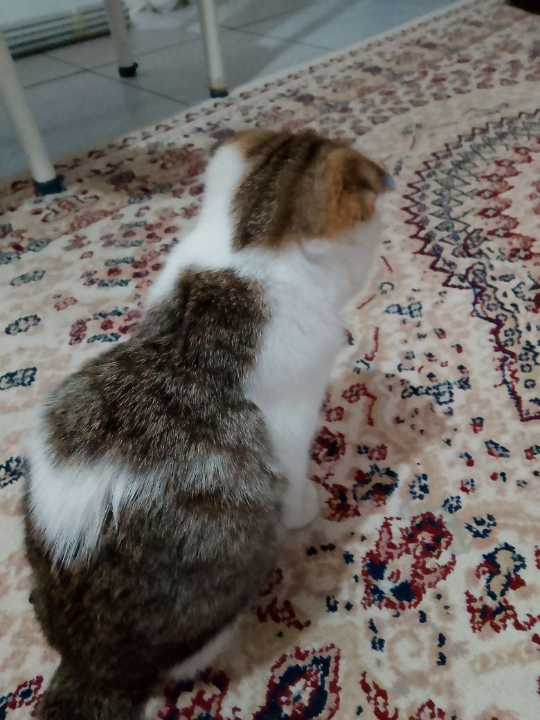Котёнок шустрый игривый