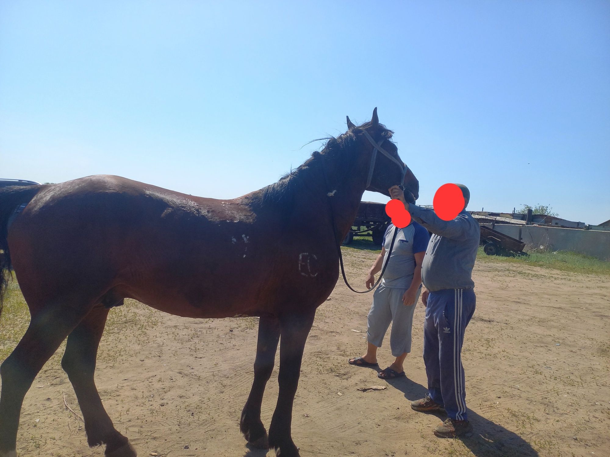Продаётся хороший жеребец