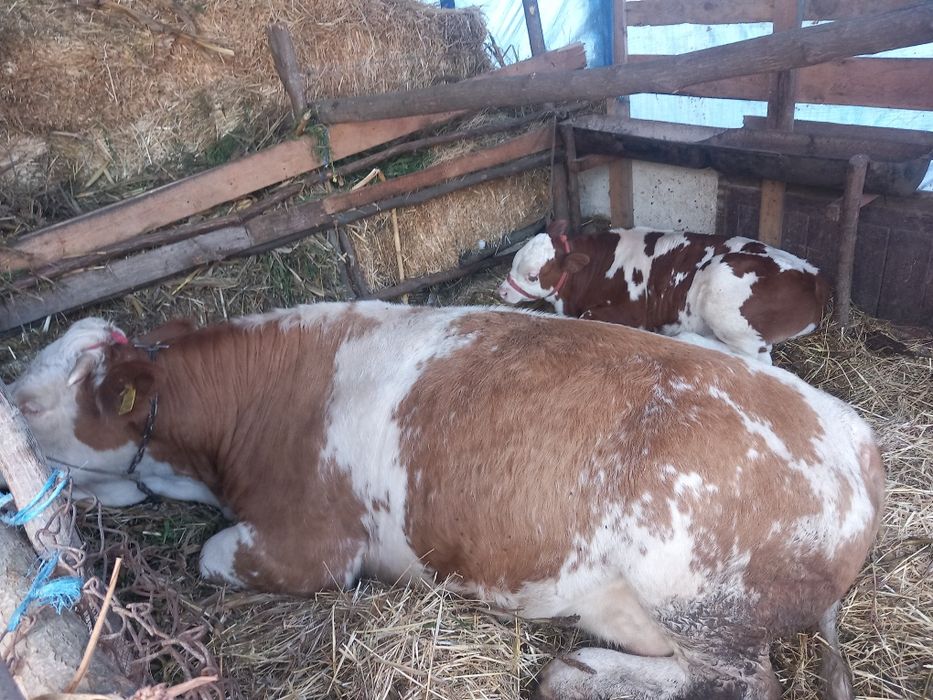 De vânzare vacă. Și doi viței