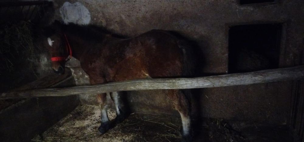 Iapa de vânzare  6 luni