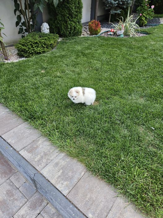Pui de Pomeranian de vânzare – tip ursuleț, din părinți cu pedigree!