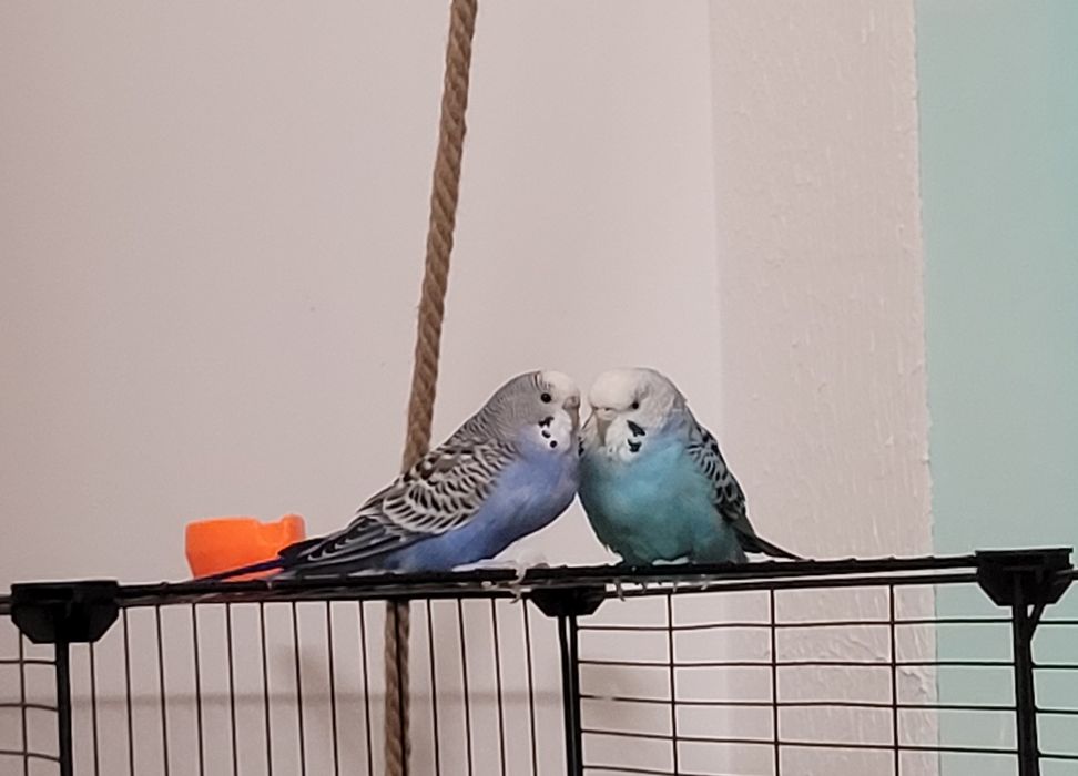 Vând pereche de Papagali  peruși