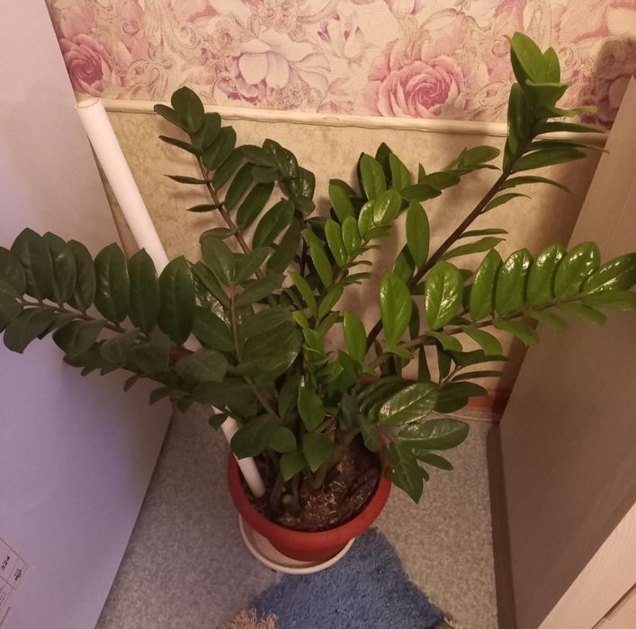 Замиакулькас (долоровое дерево) Продам