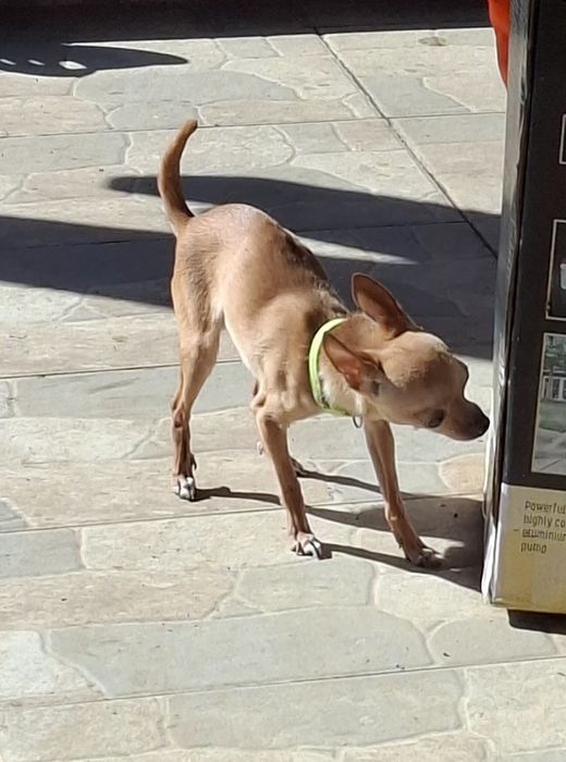 Пинчер чихуахуа м