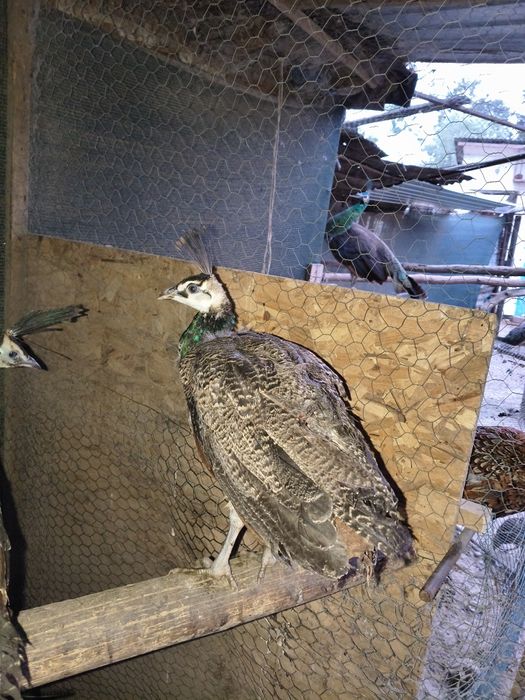 Vând pui păuni spaldig cu muticus imperator