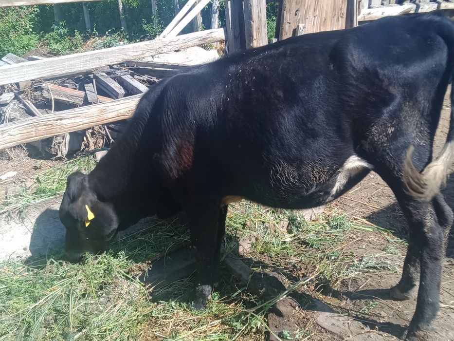 Продается черная телка 2.5года