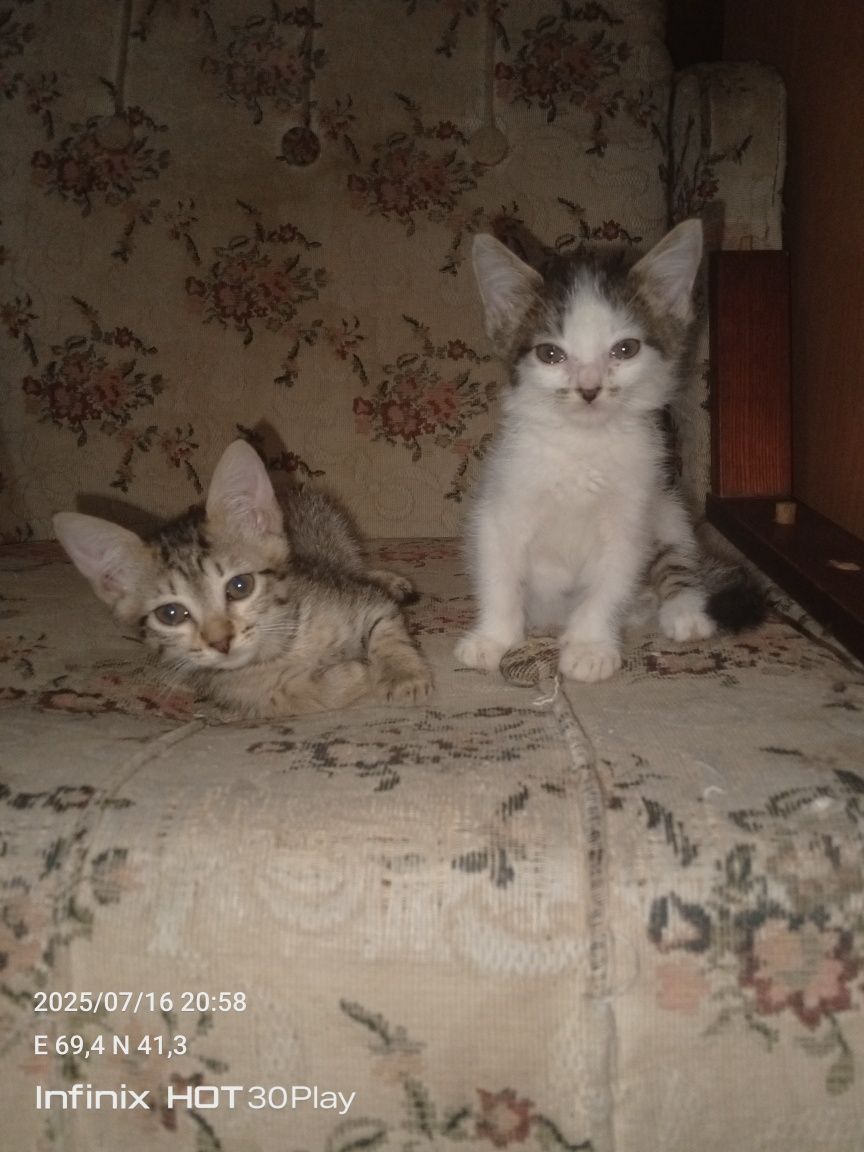 Котята в добрые руки