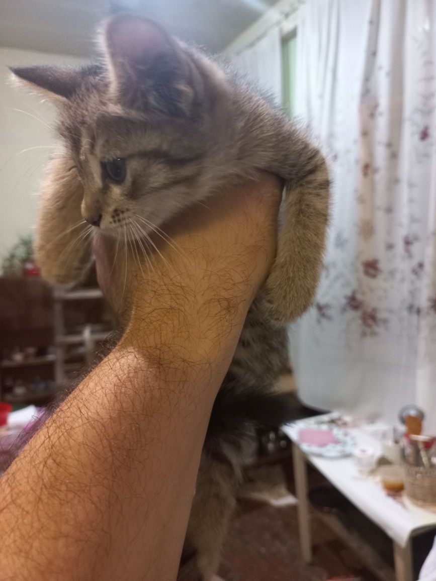 Отдам котят в хорошие руки