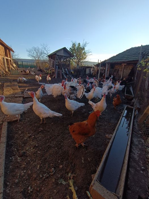 Продавам пуйки в с.Гиген, обл.Плевен.