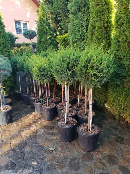 Gazon rulou plante ornamentale