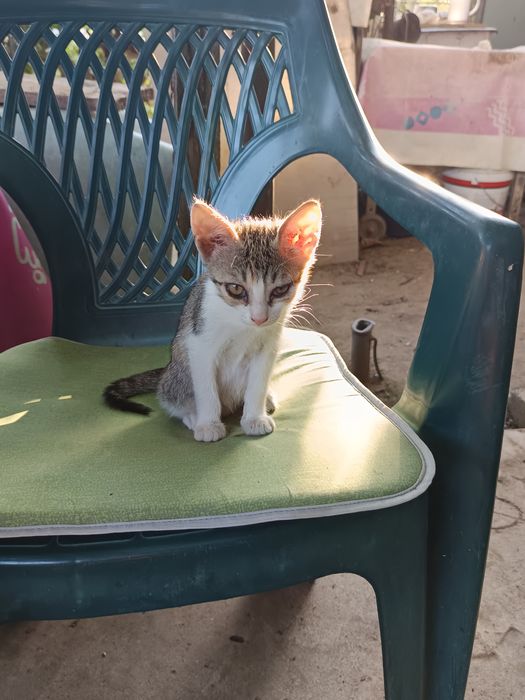 ofer spre adoptie 5 pisicuti (pisoi\pisica/motan)