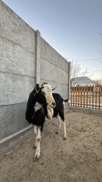 Теке 2 жасар семіз