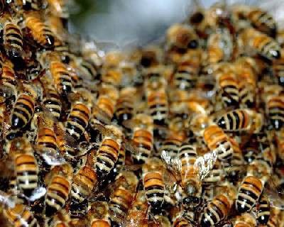 Продавам пчелни Отводки и пчелни майки