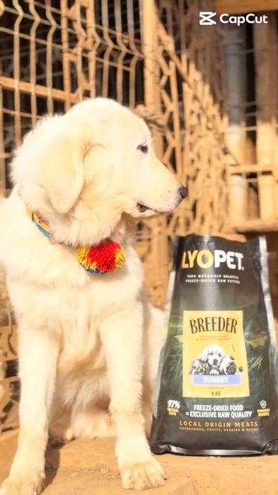 Femelă Ciobănesc Românesc De Bucovina