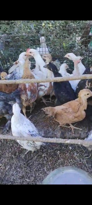 Цыплята - несушки 2 месяца