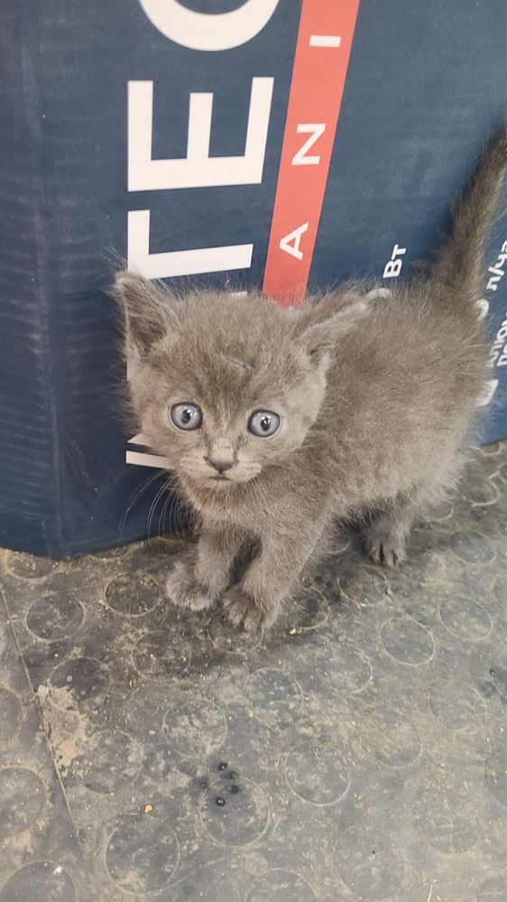Ищем дом для котят
