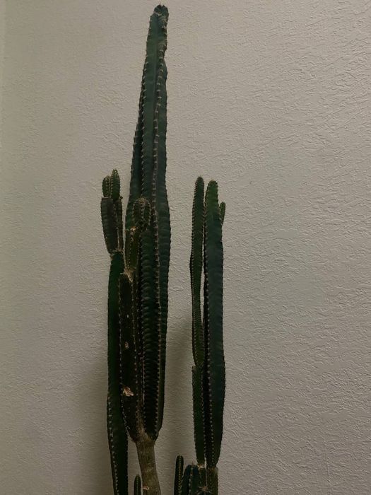 Kaktus guli sotiladi