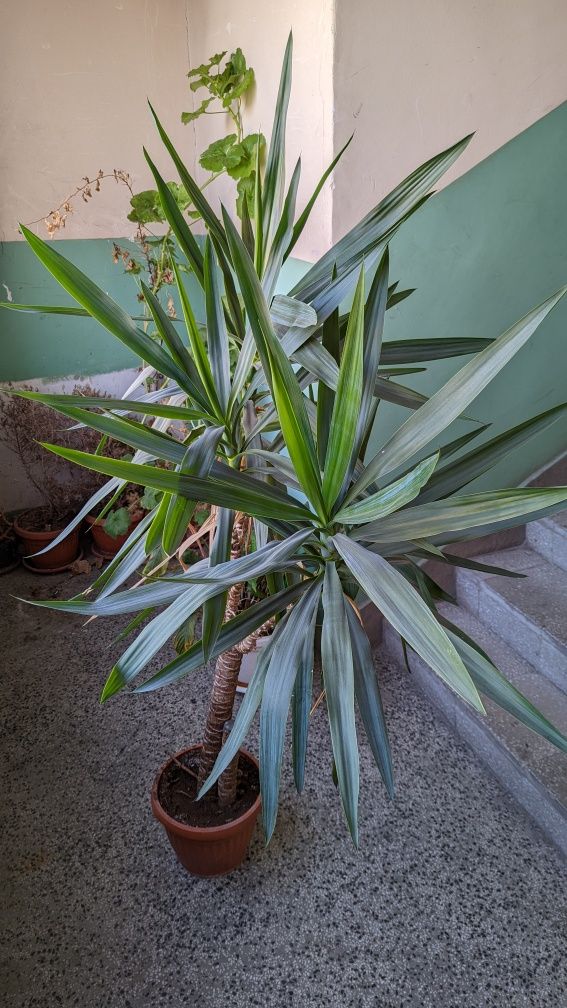 Вечнозелено растение - палма юка