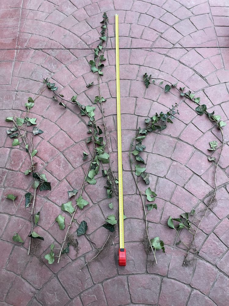 Iedera vesnic verde / Hedera helix -minim 50 cm