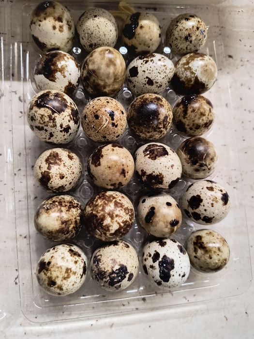 Vând oua de prepelita pentru incubat