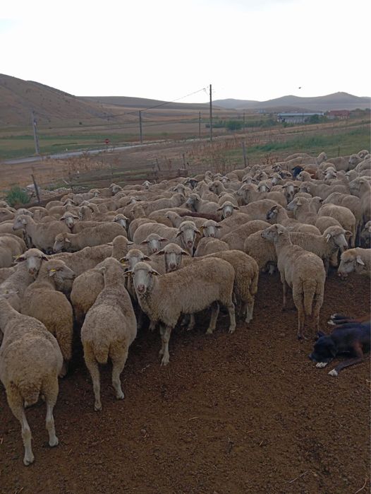 Oii de vanzare toata turma