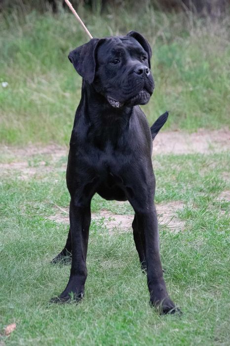 Cane corso 17 luni