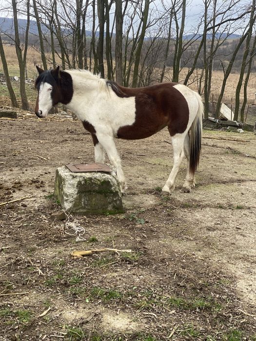 Mânză de 1,5 ani 1,30 cm