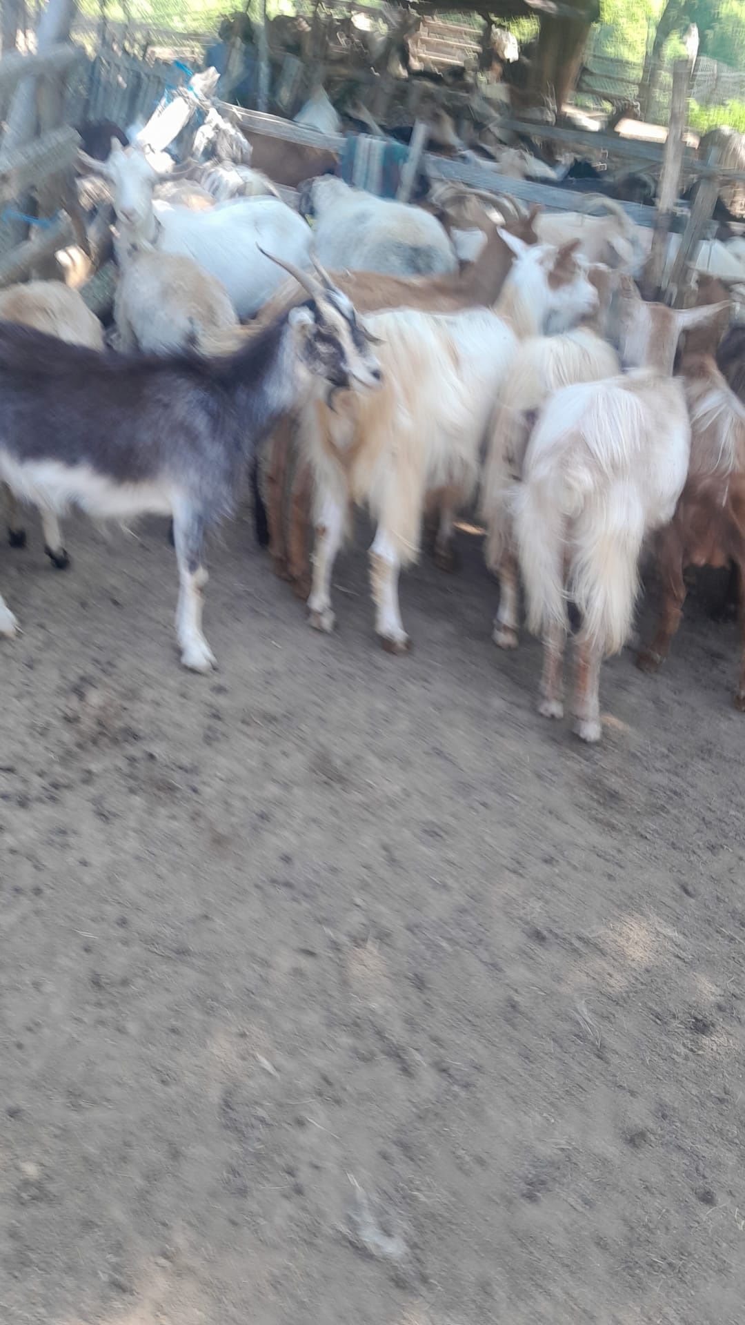 Vând capre bune de lapta