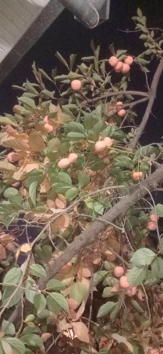 Xurmo hurmo хурмо