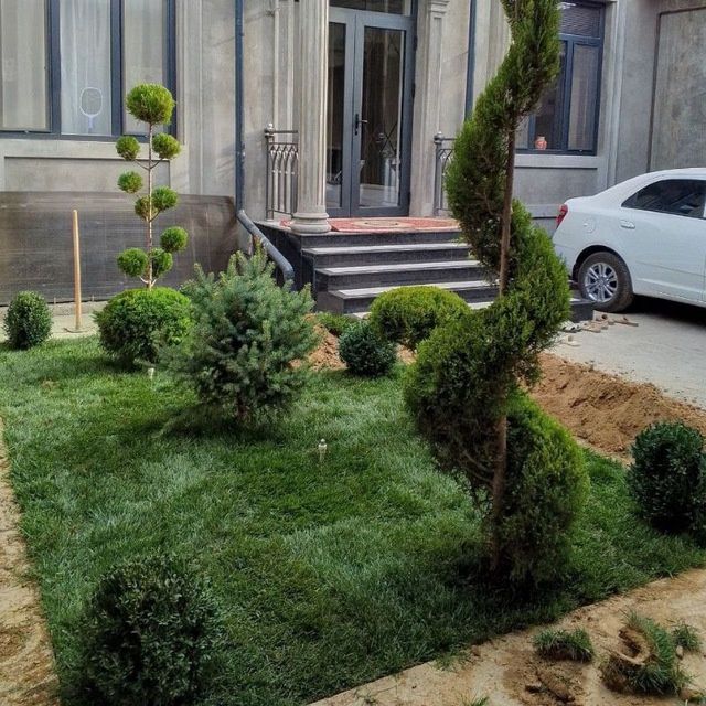 Gazon Archa xar xil turdagi kochatlar