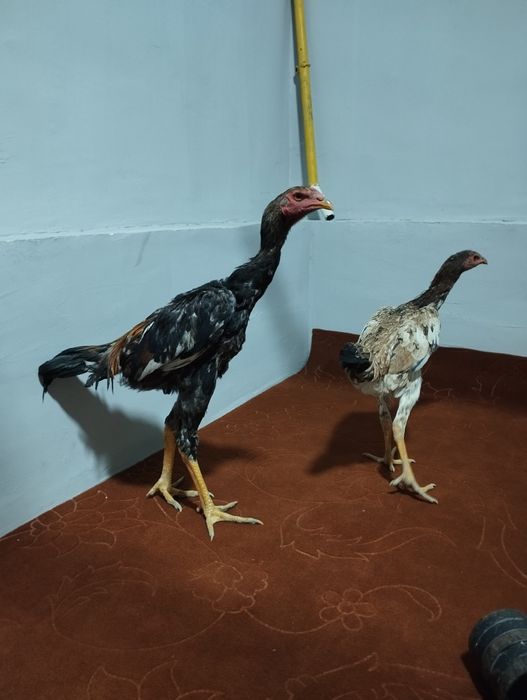 Dakang jujalar sotiladi 1juft narxi 650ming keliwamz Shahrisabz