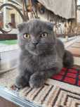 Scottish Fold toza zot